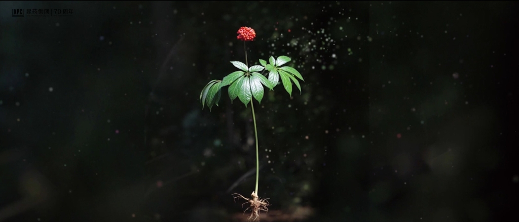 听，三七在说话